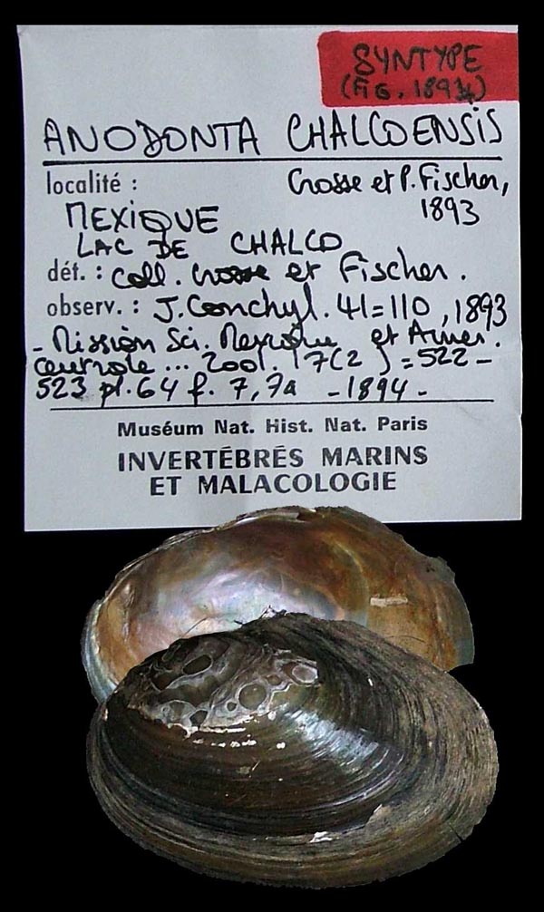 specimen