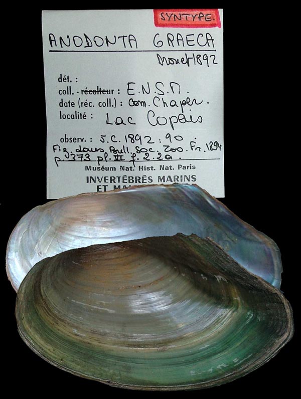 specimen