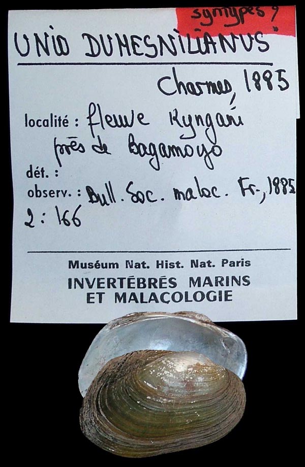 specimen