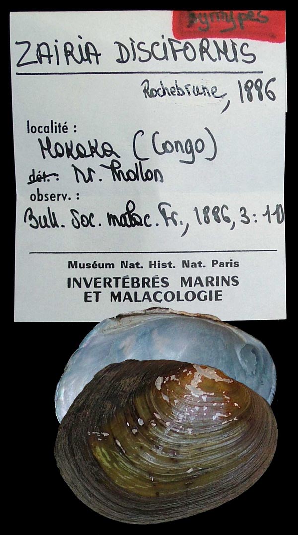 specimen