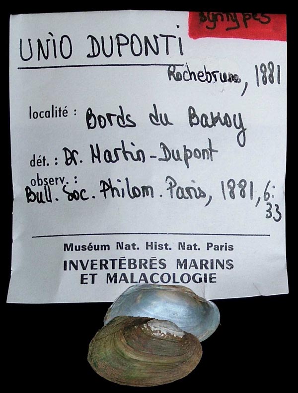 specimen