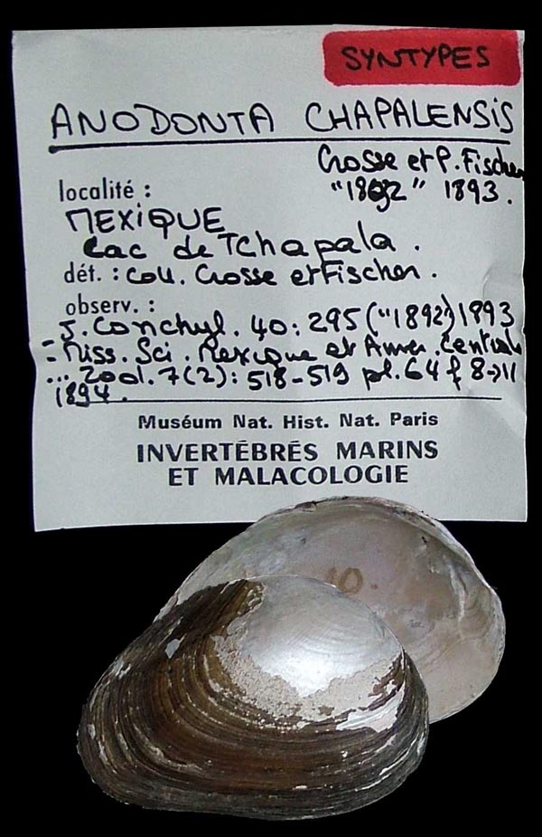specimen
