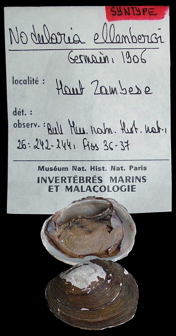specimen