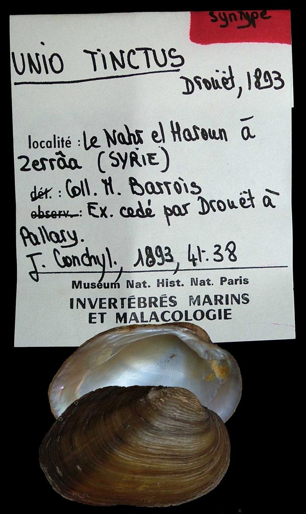 specimen