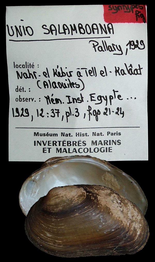 specimen