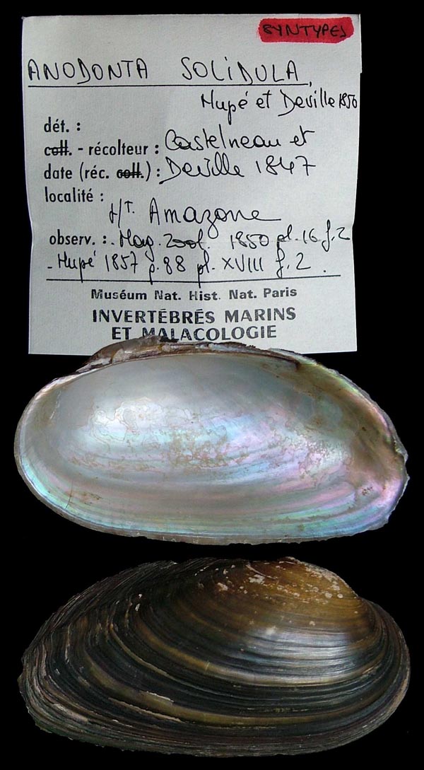 specimen