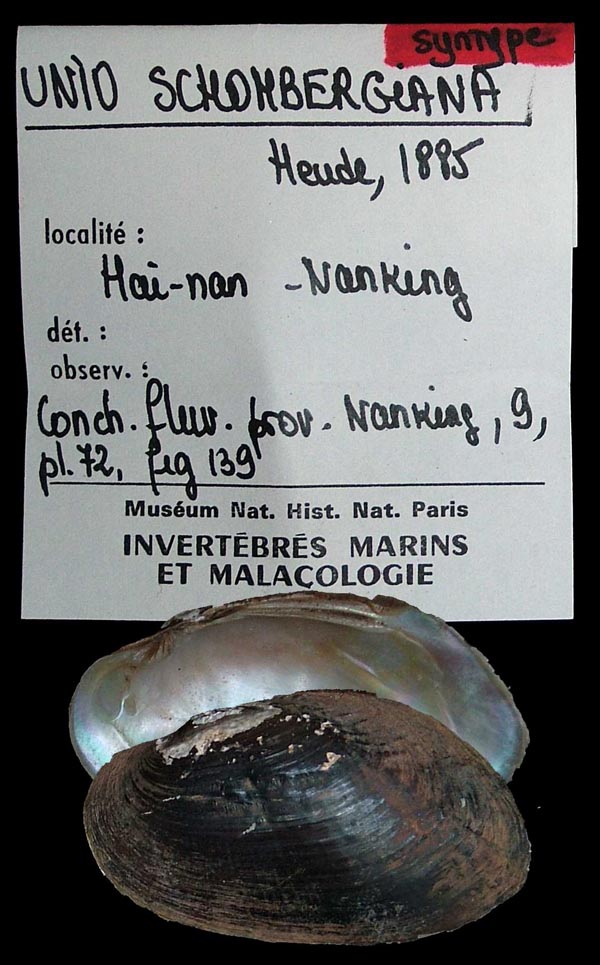 specimen