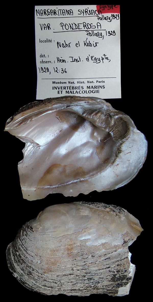 specimen