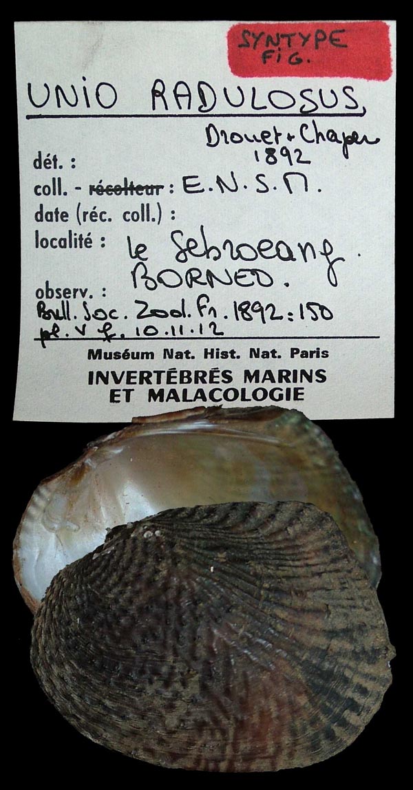 specimen