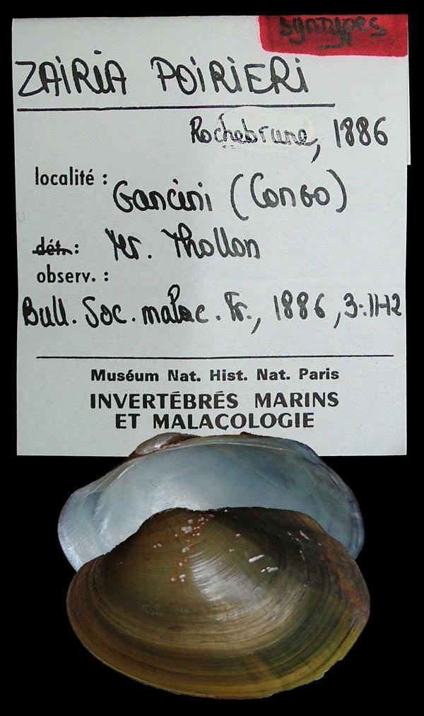 specimen