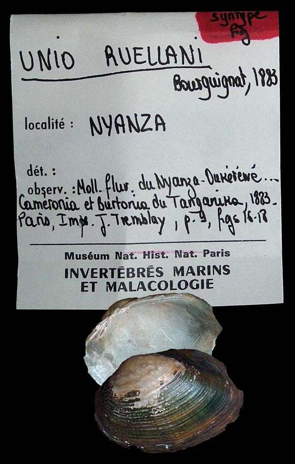 specimen