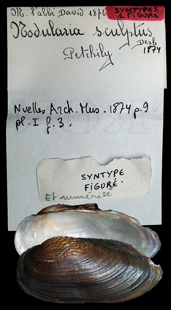 specimen