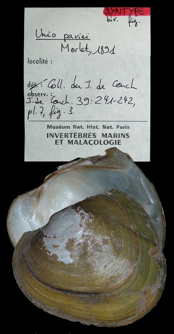 specimen