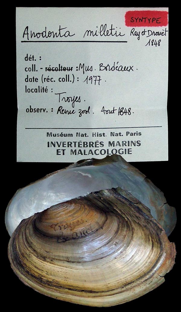 specimen