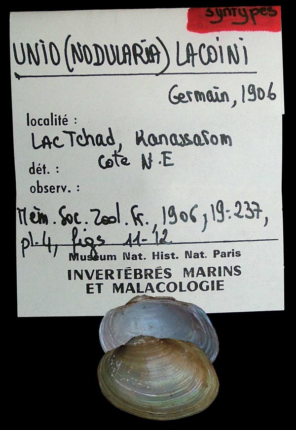 specimen