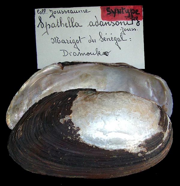 specimen