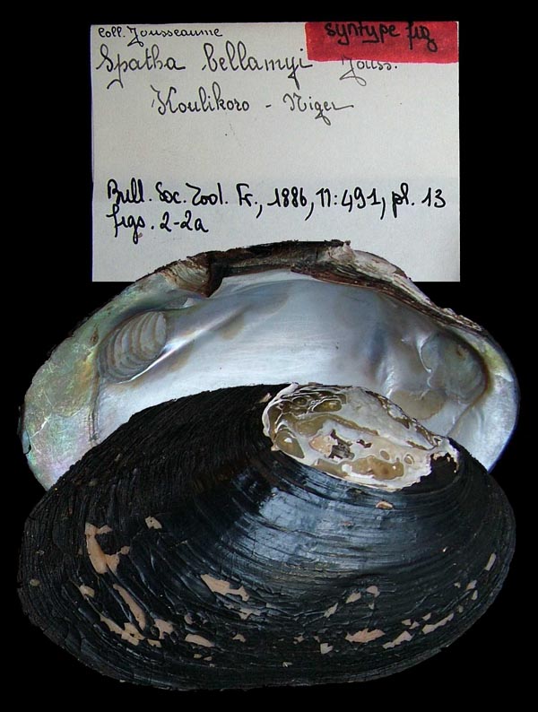 specimen