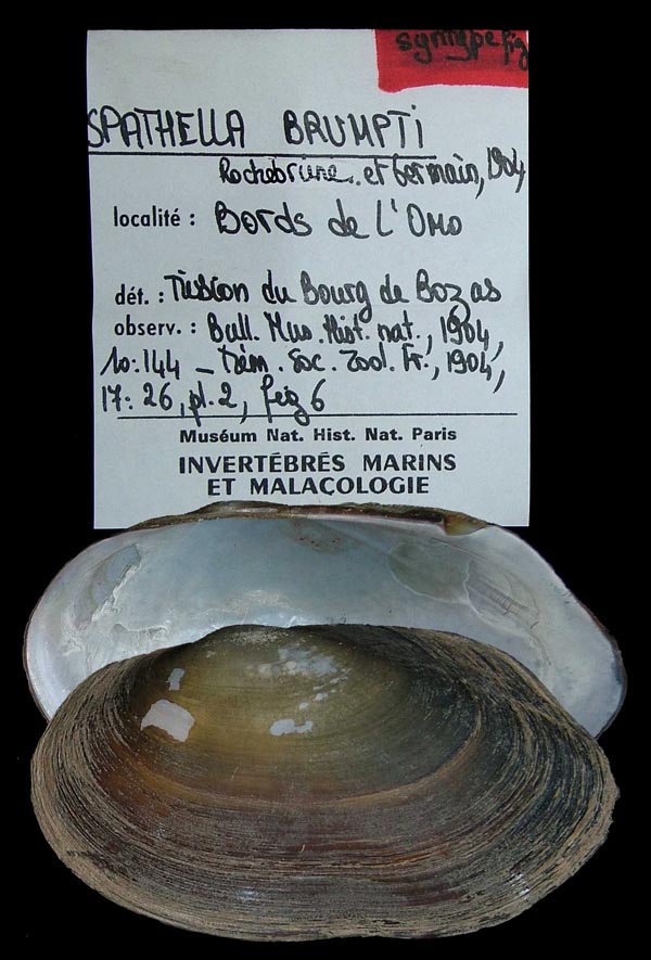 specimen