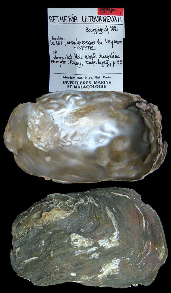 specimen