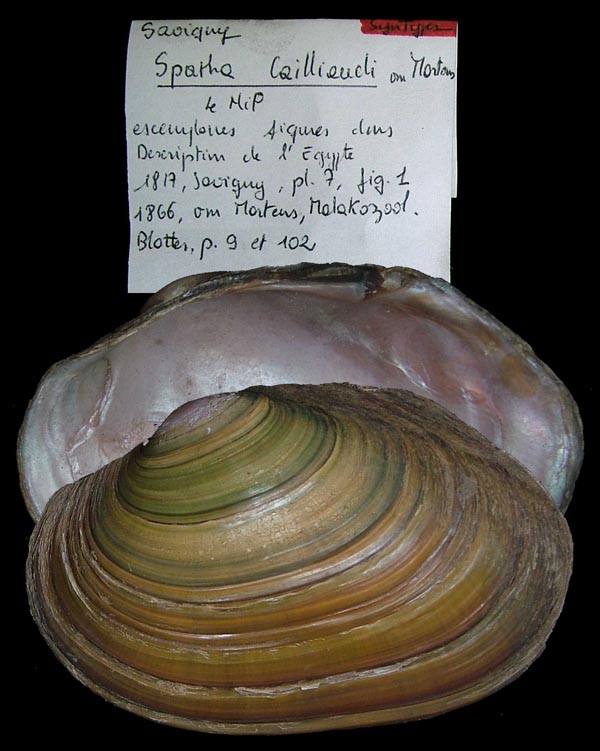 specimen