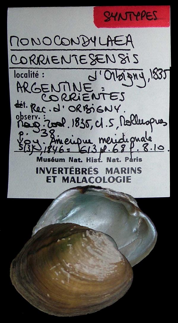 specimen