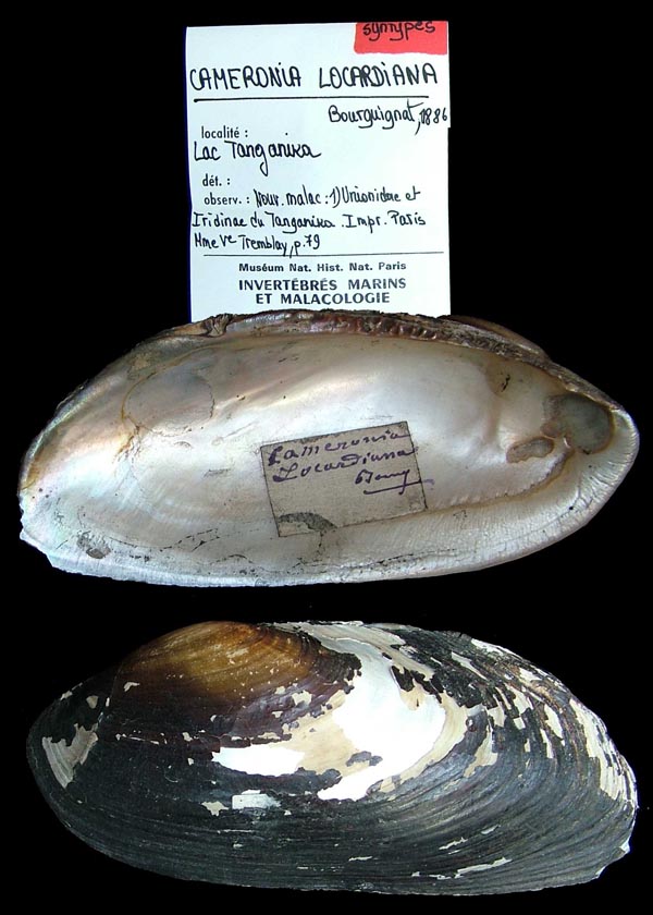 specimen