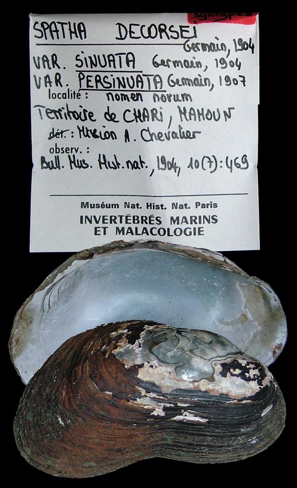 specimen