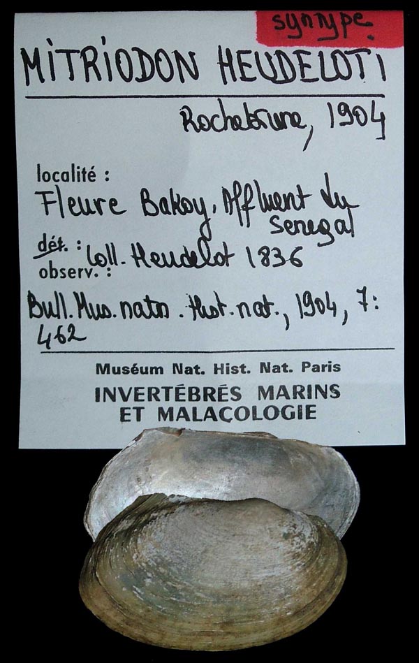 specimen