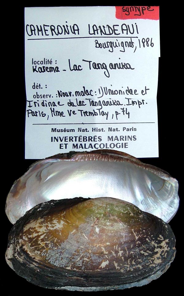 specimen
