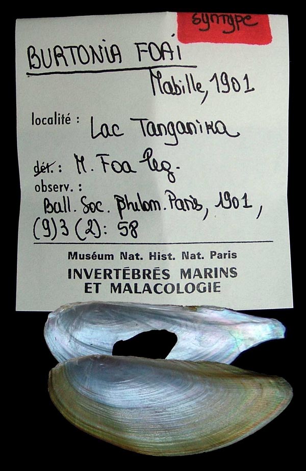 specimen