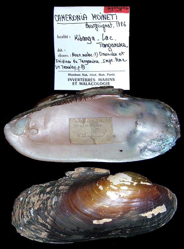 specimen