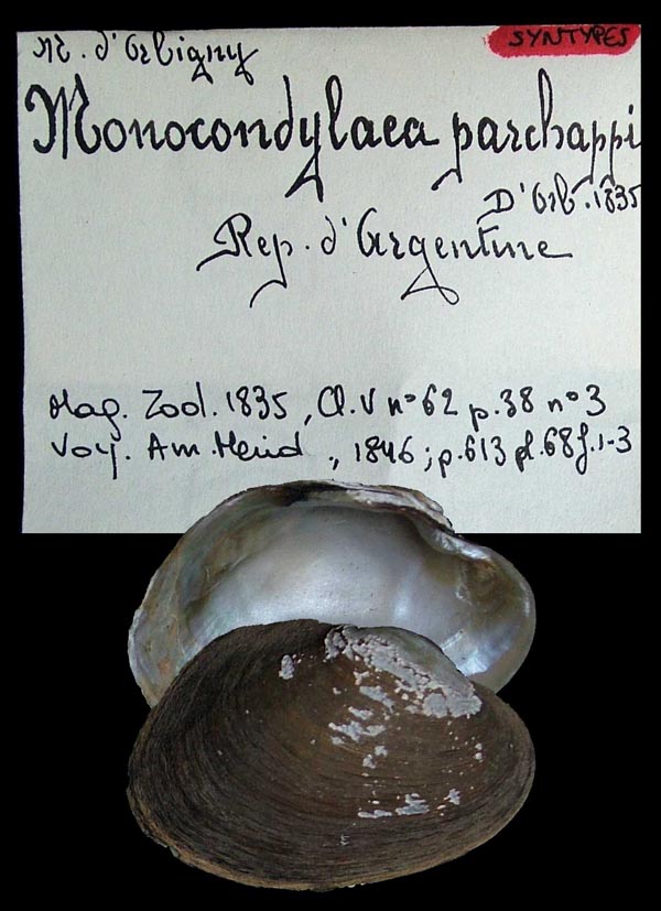 specimen