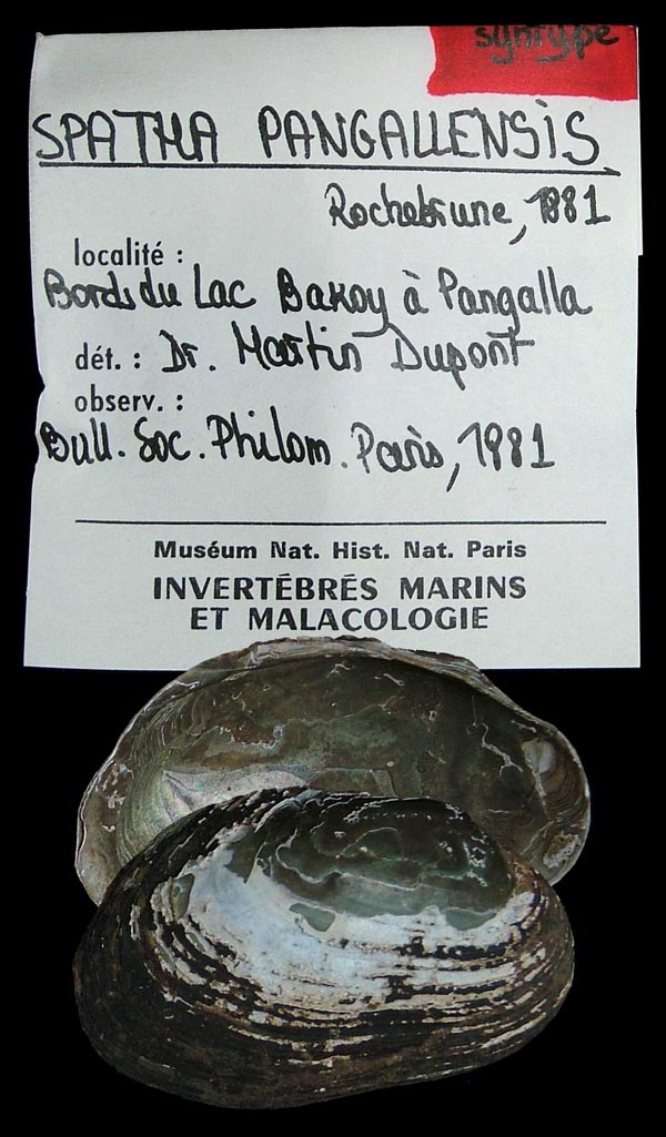 specimen