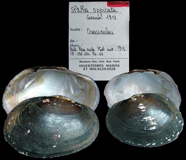 specimen