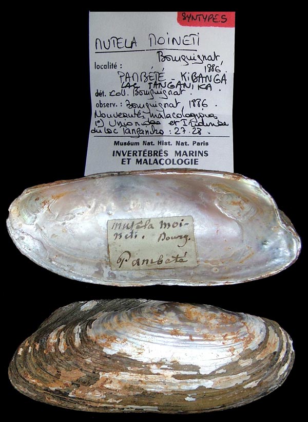 specimen