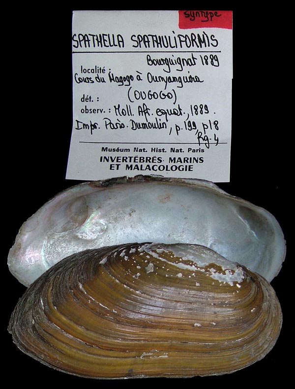specimen