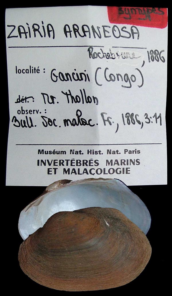 specimen