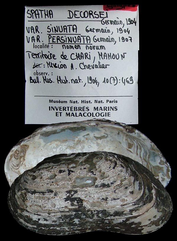 specimen