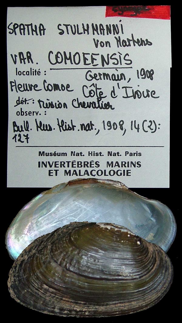 image of lot MNHN_MP_0316 image of lot MNHN_MP_0316