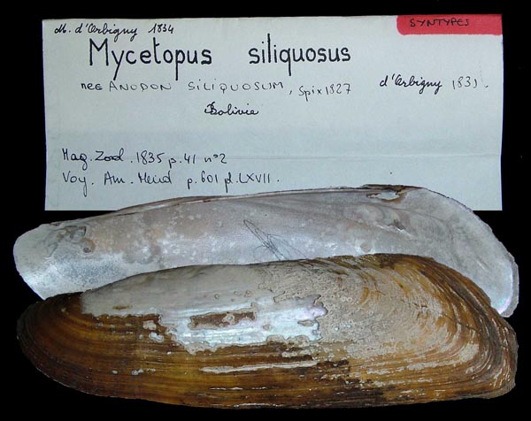 specimen