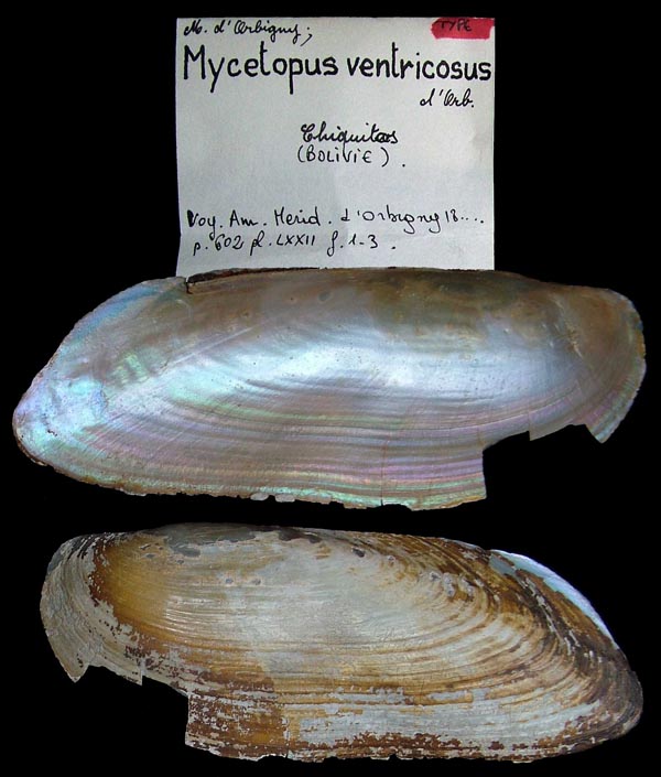 specimen