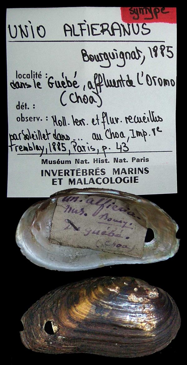 specimen