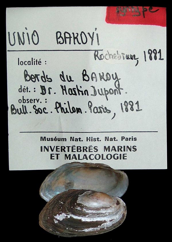 specimen