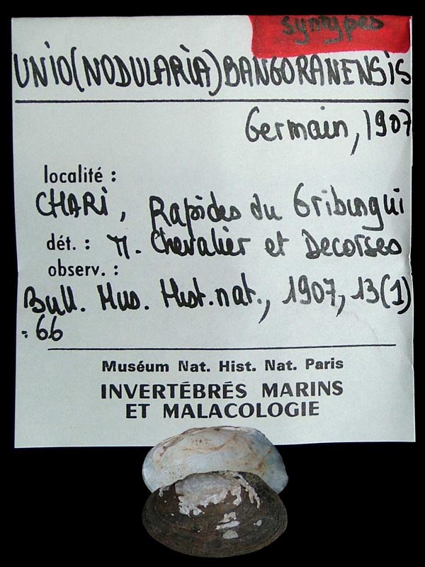 specimen