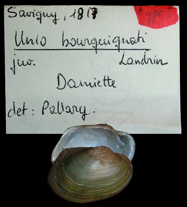 specimen