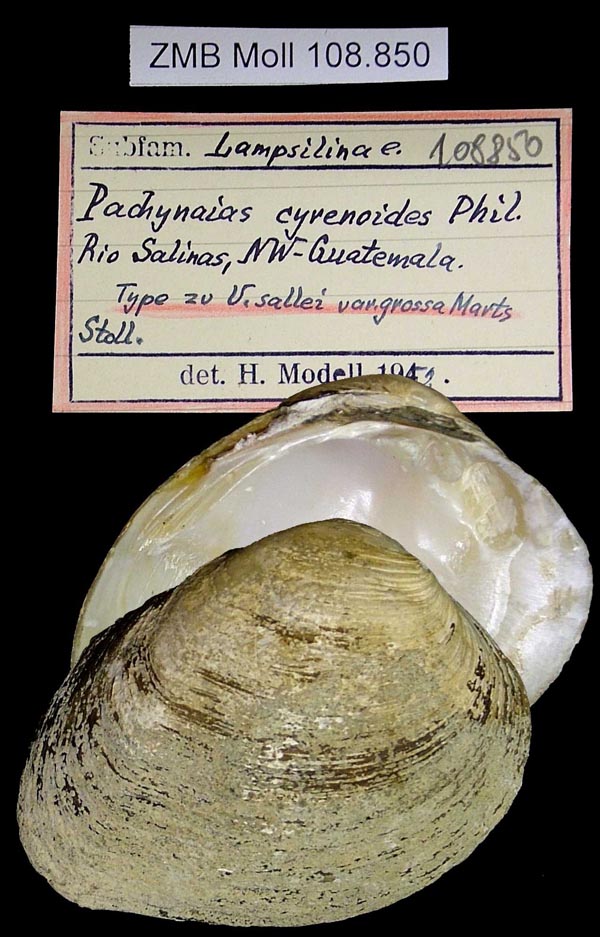 specimen
