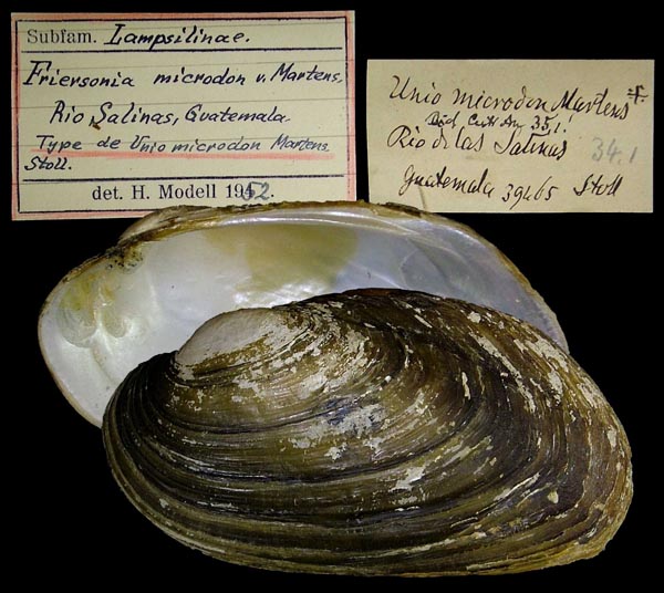 specimen