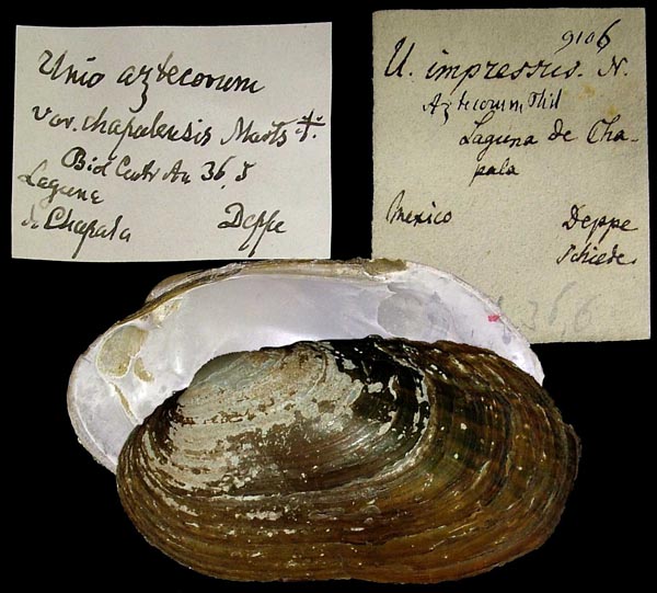 specimen