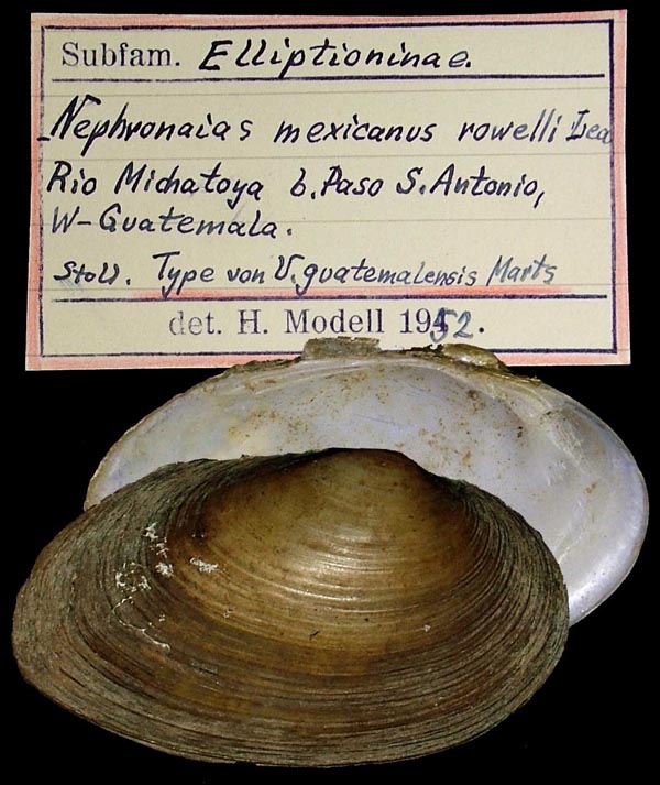 specimen