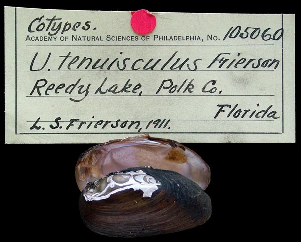 specimen